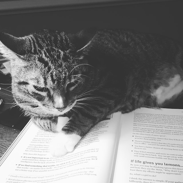 gato_portada