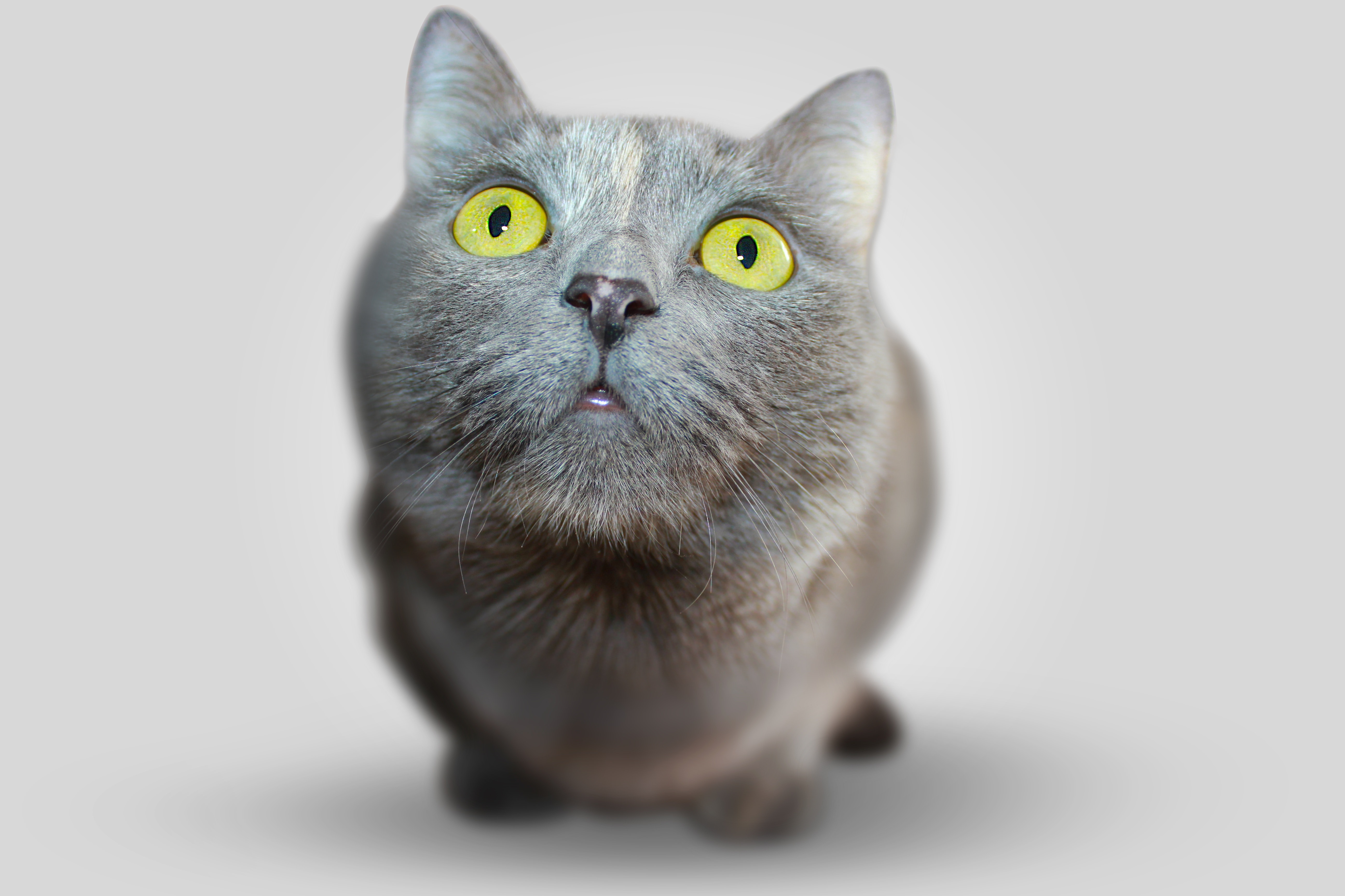 gato_necesito