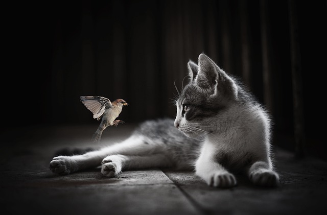 gato_portada