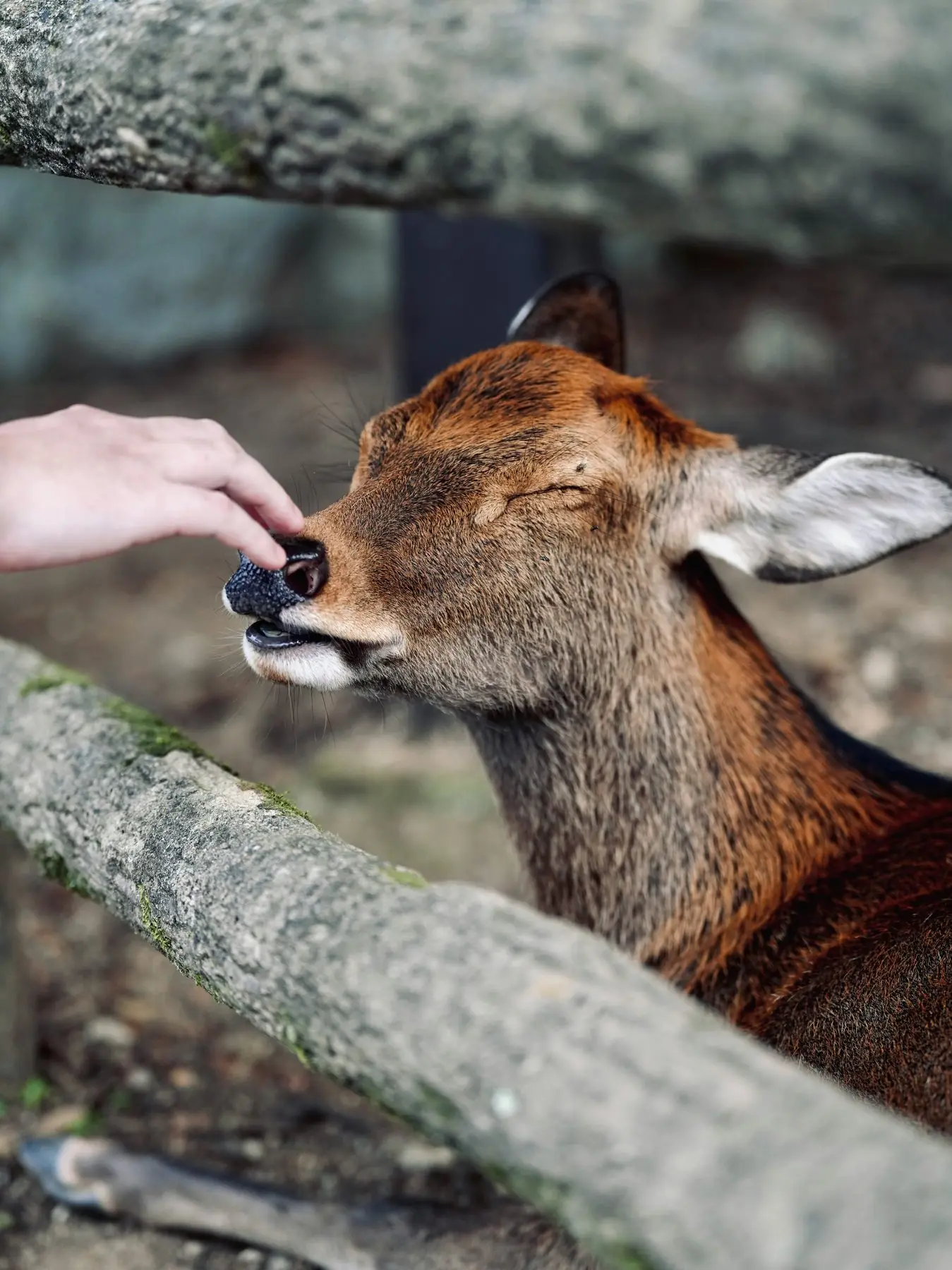 Sesión de tapping con un animal