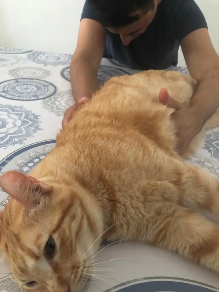 Sesi&oacute;n de terapia craneosacral a un gato